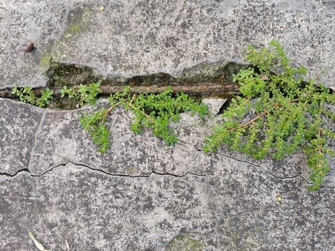 plant grouth among Weathered Concrete Background Featuring Irregular Cracks