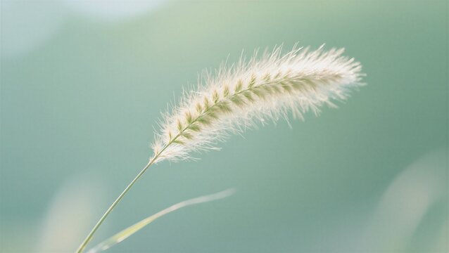 A delicate feather grass sways gently in soft sunlight, evoking tranquility and serenity, used for meditation backgrounds or nature-themed designs.