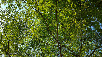 Obraz premium Vibrant green canopy of lush leaves illuminated by sunlight beneath clear blue sky