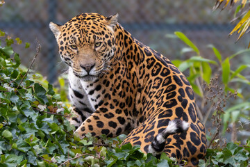 Napo, male jaguar  © adrian