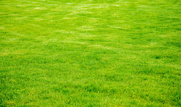 Green grass covering ground in a sunny outdoor area during the day with even texture and bright color