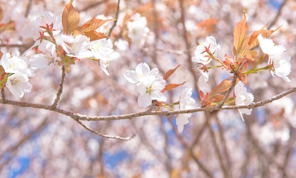 山桜」の写真素材 | 10,238件の無料イラスト画像 | Adobe Stock