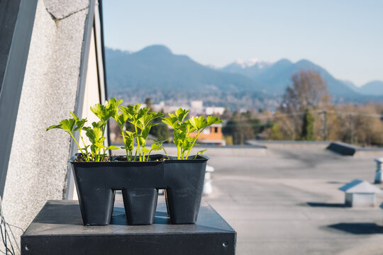 Celery seedlings hardening off on patio with defocused city and mountains. Celery plants in seed tray on top of a metal box, almost ready to be transplanted. Spring gardening. Selective focus.