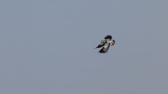 Northern Lapwing (Vanellus vanellus)  Performing Courtship Flight