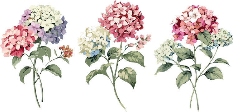 Colorful red white pink hydrangea floral illustration, modern botanical arrangement of rhododendron flowers in retro watercolor painting art, transparent vector isolated graphic collection set art