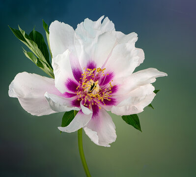 'Cora Louise' Itoh Peony (also known as an intersectional peony) growing in garden in central Virginia