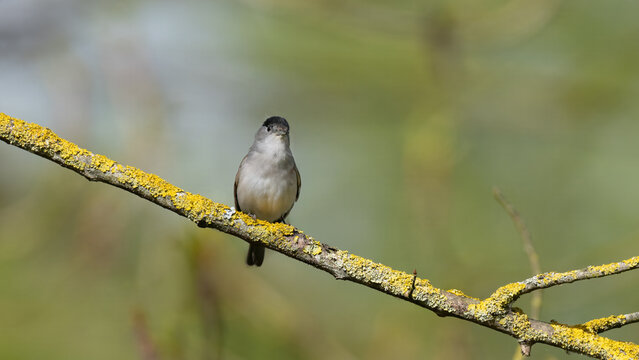 Male Eurasian Blackcap (Sylvia atricapilla) Looking at the Camera