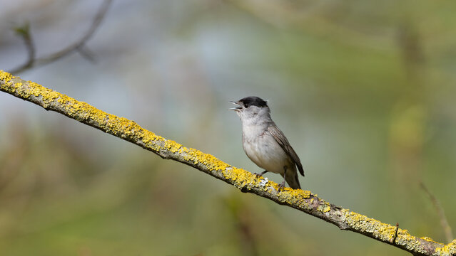 Eurasian Blackcap (Sylvia atricapilla) Singing