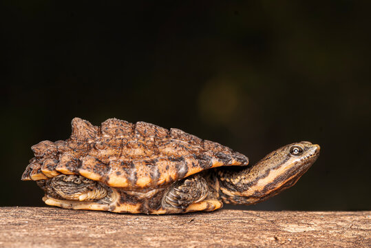 Tortuga de cuello largo, lago hydromedusa