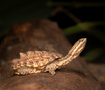 Tortuga de cuello largo, agua dulce.