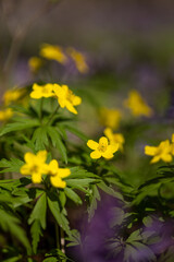 Obraz premium Yellow flower in the spring forest