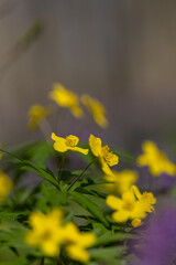 Obraz premium Yellow flower in the spring forest