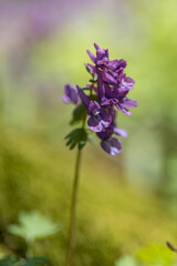 Obraz premium Flowering meadow in the spring forest