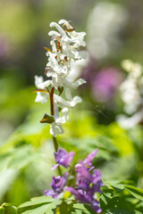 Fototapeta premium White flower in the spring forest