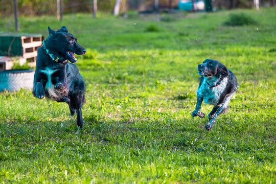 perros corriendo