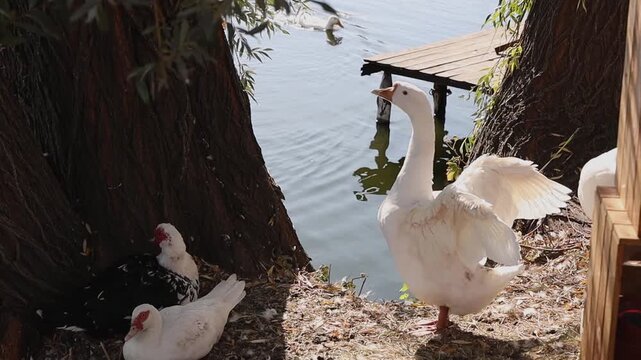 A large white goose stands on the shore flapping its wings while two muscovy ducks rest in the shade of a large tree. Sunny day, rural lakeside environment, static medium shot.