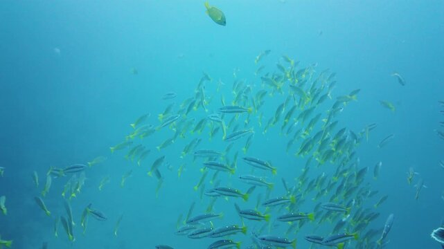A school of tropical fish in blue water. Beautiful underwater world. Shoal of fishes. Leyte, Philippines.