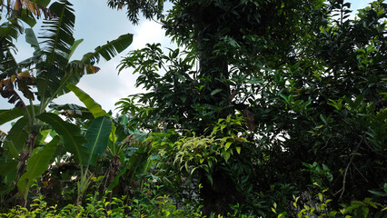 Fototapeta premium Lush tropical greenery and vibrant foliage against clear blue sky in tranquil setting