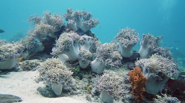 Reef Coral Scene. Tropical underwater sea fish. Hard and soft corals, underwater landscape. Leyte, Philippines.