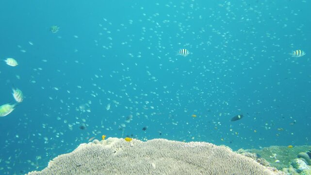 Tropical fishes and coral reef underwater. Hard and soft corals, underwater landscape. Leyte, Philippines.