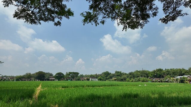 Lush green rice field under a bright blue sky with scattered clouds and tree branches framing scene