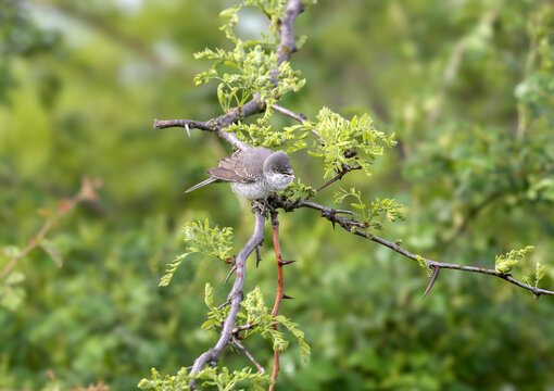Male Barred Warbler (Curruca nisoria) perched on a blooming Honey Locust (Gleditsia triacanthos) branch.