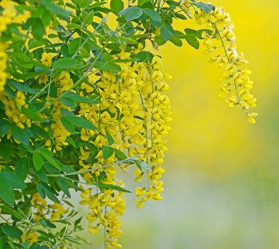 Vibrant yellow drooping clusters of Golden Chain Tree (Laburnum anagyroides) flowers against a soft blurred background.