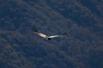 Obraz premium Majestic Andean Condor, Vultur gryphus or Cóndor Andino, soaring through the blue sky above the Andes mountains, showcasing its massive wingspan.