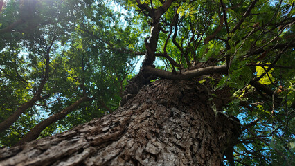 Fototapeta premium Captivating view from below a majestic tree with vibrant green leaves and clear blue sky