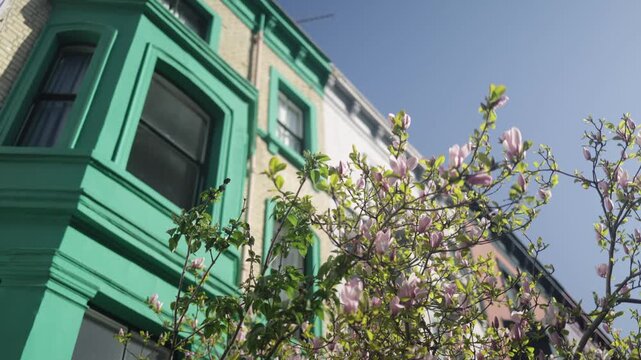 Low-angle view of a pink magnolia tree blooming in front of a classic brownstone apartment building with a vibrant green bay window under a clear blue spring sky