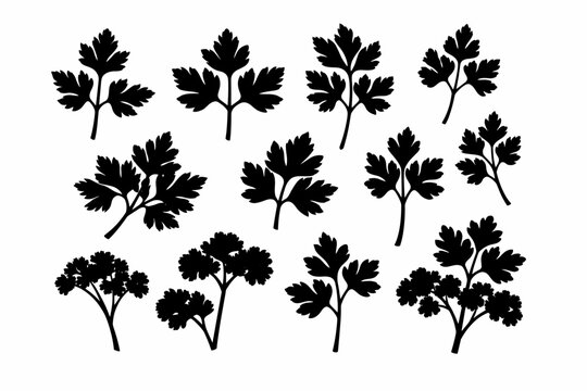 Black Silhouettes of Various Parsley Leaves and Sprigs Set on White Background. Collection of Flat Leaf and Curly Parsley Herb Elements for Culinary Design, Garnish, and Cooking Illustrations.
