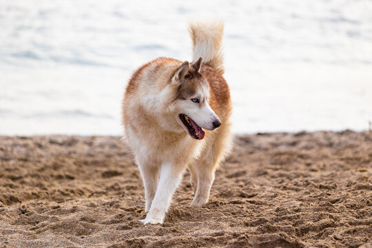 Huskey showline