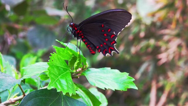 A butterfly Parides rests on green leaves in a garden