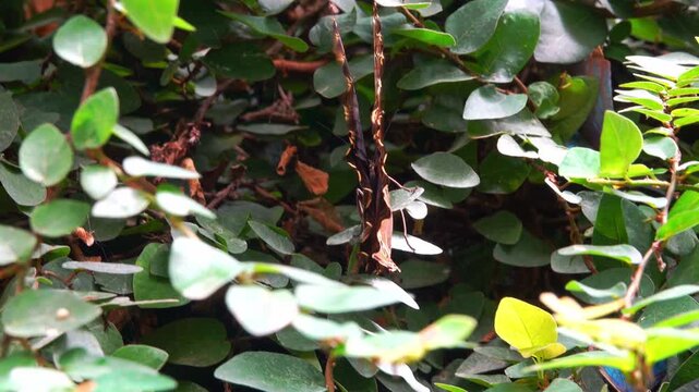 common blue morpho butterfly flaps its wings while sitting on the leaves