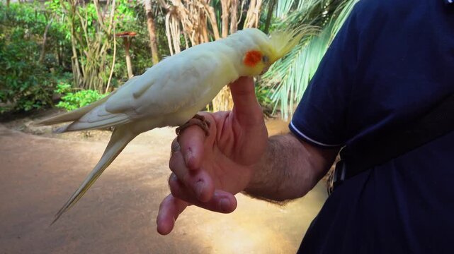 Cockatiel perched on a finger in garden