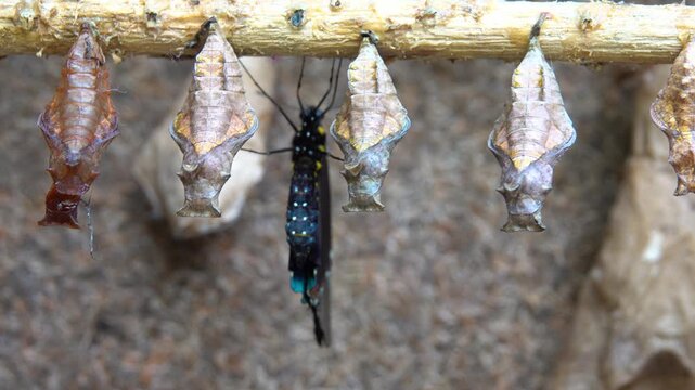 Butterflies emerge from chrysalises