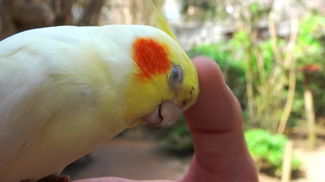 A yellow parrot on my hand wants to be petted.