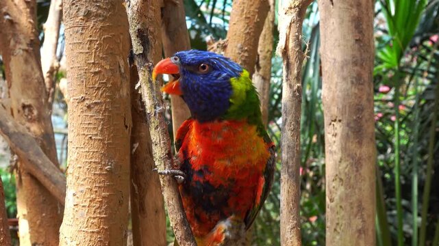 A parrot moves around branches in a garden