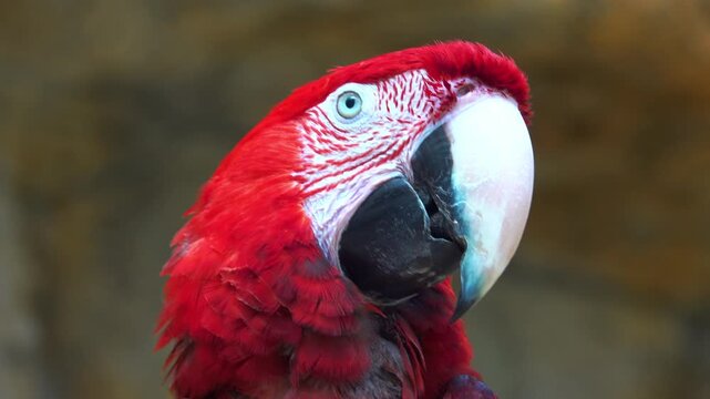 Parrot poses with bright feathers and sharp beak