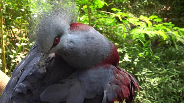Victoria crowned pigeon or Goura victoria in a garden