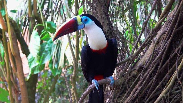 A bird with a large bill rests on a tree branch