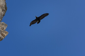 Obraz premium Andean condor flying near rocky cliff