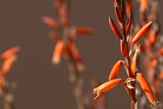 Desert Blue Elf Aloe flowers are colorful accent in Arizona landscaping using a desert, drought tolerant succulent shown in selective focus with bokeh background