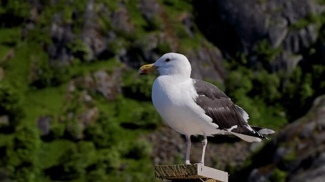 Seagull in front of the rugged landscape of the Lofoten Islands in Northern Norway.