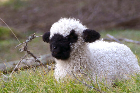 Valais Blacknose sheep in the forest
