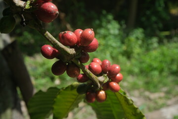 Obraz premium Red ripe coffee berries on a single branch, illuminated by natural light, against a soft green bokeh background.