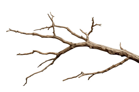 Dead tree branch with bare twigs on transparent background representing decay, drought, and nature's cycle