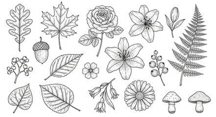 Collection of Hand Drawn Botanical Elements and Autumnal Accents. © Pono