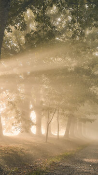 Misty forest path with golden sunbeams at sunrise, Limousin, France