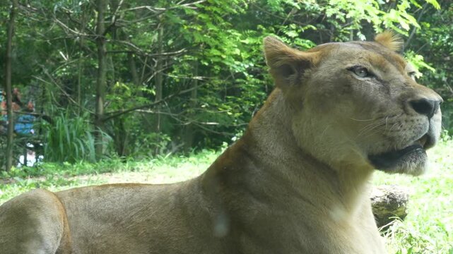 Close-up profile of a majestic lioness resting on green grass in a lush safari park environment, with dense tropical trees in the background.